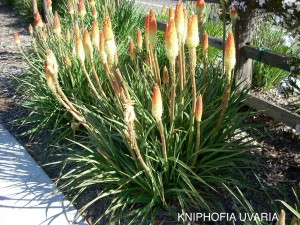 Kniphofia uvaria 1